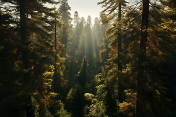 Stunning sun-drenched redwood forest from above. Generative AI
