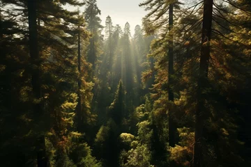 Foto op Aluminium Stunning sun-drenched redwood forest from above. Generative AI © Ione