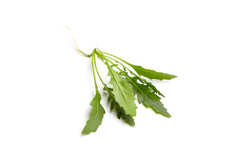 Arugula leaves isolated on white background. Fresh leafy green vegetable. Arugula, also known as rocket or roquette