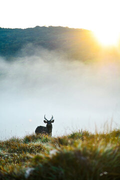 silhouette of a sambar deer in the horton plains of sri lanka
