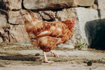 Chickens on a farm in northern Italy