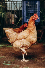 Chickens on a farm in northern Italy
