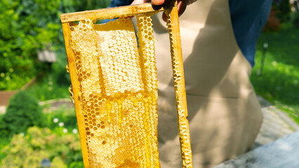 Frame with honeycombs in the hands of a beekeeper close-up. Production of organic honey from...