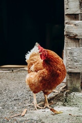 Chickens on a farm in northern Italy