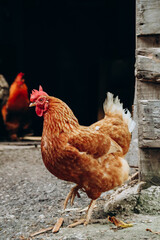 Chickens on a farm in northern Italy