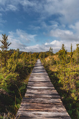 wooden path in the forest in Chiloe in chile