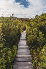 Obraz premium wooden bridge in the forest in Chiloe in chile