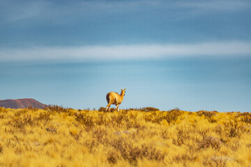vicuña in the dry atacama desert in Chile 