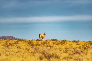 Photo sur Plexiglas Antilope vicuña in the dry atacama desert in Chile 