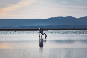 landscape in the Atacama desert with flamingos in blue lagoons and mountains at sunset