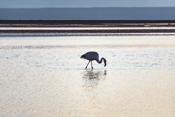 landscape in the Atacama desert with flamingos in blue lagoons and mountains at sunset