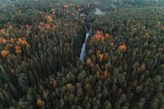 Aerial view of Ahja river running through colourful forest in autumn, Polvamaa, Estonia.