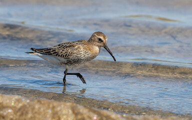  Alpenstrandläufer (Calidris alpina)