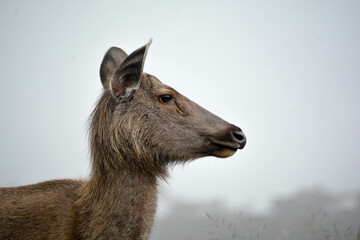 sambar deer in the woods