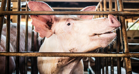 Portrait of cute breeder pig with dirty snout, Close-up of Pig's snout.Big pig on a farm in a pigsty, young big domestic pig in stable © NARONG