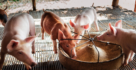 Portrait of a cute small piglet on the farm. group of mammals waiting for feed. swine in the stall. © NARONG