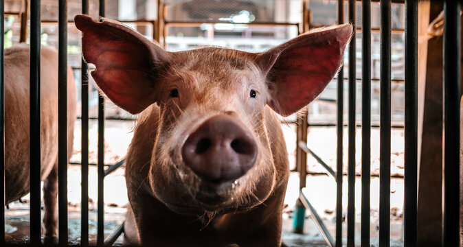 Portrait of cute breeder pig with dirty snout, Close-up of Pig's snout.Big pig on a farm in a pigsty, young big domestic pig in stable