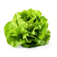 A close up of a lettuce on a white background