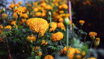 Plantation of beautiful orange marigold flowers in the field, Booming yellow marigold flower garden plantation,close-up