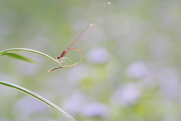 Dragonflies found in the forest.