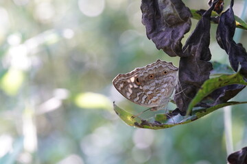 Fototapeta premium Zizina otis is found in forests and grasslands.