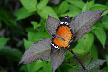 plain tiger found in the garden.
