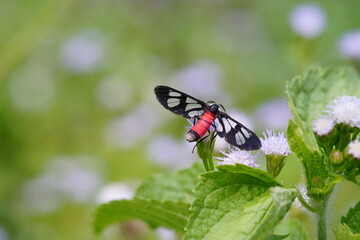 Tiger Grass Borer found in the forest.