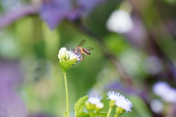 Anthophila found in the forest.