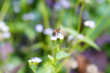 Anthophila found in the forest.