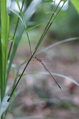 Dragonflies found in the forest.