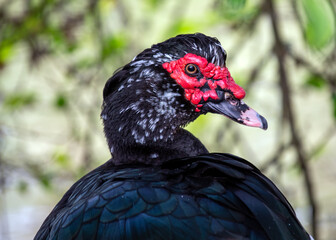 Muscovy Duck (Cairina moschata)
