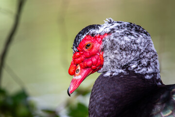 Muscovy Duck (Cairina moschata)