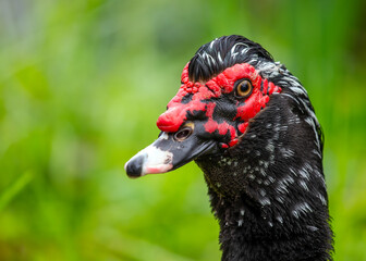 Muscovy Duck (Cairina moschata)
