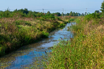 Wide drainage ditch with water plants in it, thickets of grass and reeds along the bank of the ditch