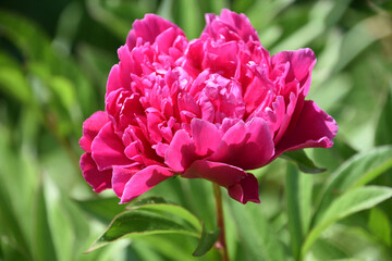 Pink Peony Up Close and Personal in the Summer