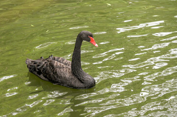 Black swan (Cygnus atratus) in the pond.