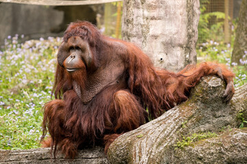Adult Orangutans or Pongo sitting on branch in the zoo.