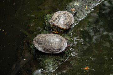 Two Red-eared slider (Trachemys scripta elegans) on the pond side in the park.