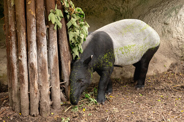 Tapir (Tapiridae) foraging for foods on the ground.