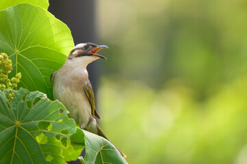 Light-vented bulbul (Pycnonotus sinensis) perching on green leaf. Copy space wallpaper.