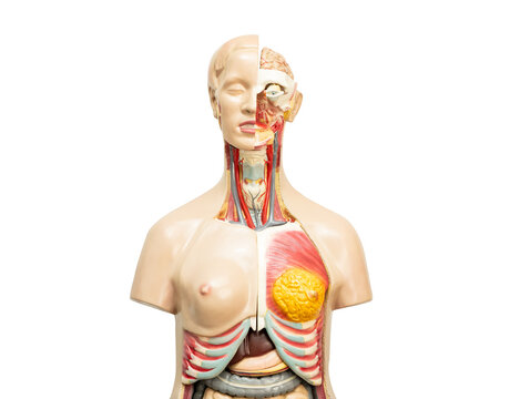 Human model anatomy for medical training course, teaching medicine education isolated on white background with clipping path.