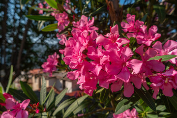 Pink Nerium oleander flowers on a branch with green leaves. A beautiful shrub with bright flowers...