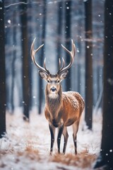 Naklejka na ściany i meble Red deer stag in winter forest. Noble deer male. Banner with beautiful animal in the nature habitat. Wildlife scene from the wild nature landscape. Wallpaper, Christmas background
