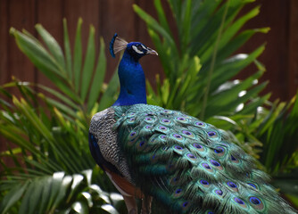 Obraz premium Male Peafowl Looking Over His Plummage and Feathers