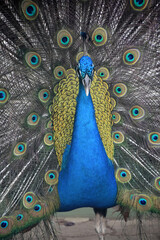 Obraz premium Lovely Blue Peacock with Colorful Feathers Extended
