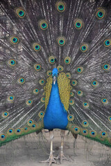 Colorful Plummage On a Brilliant Blue Peacock
