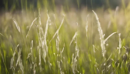 Zelfklevend Fotobehang Gras  meadow grass on a sunny day.