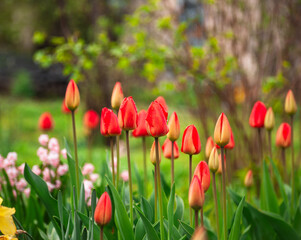 red tulips in the garden at the spring time 