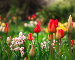 Beautiful red tulips in the garden at the spring time 