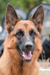 german shepherd dog
